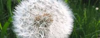 Ikaria Lean Belly Juice - Ingredients - Taraxacum